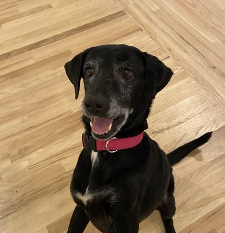 Entry image for Daisy. Clicking this image will show a larger photo