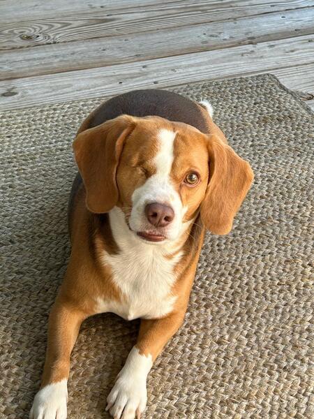 Entry image for Ryder. Clicking this image will show a larger photo