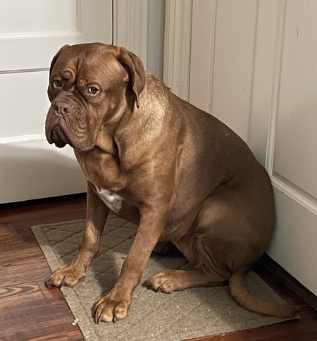 Entry image for Lucy. Clicking this image will show a larger photo