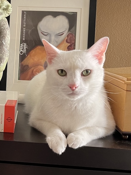 Entry image for Halston. Clicking this image will show a larger photo