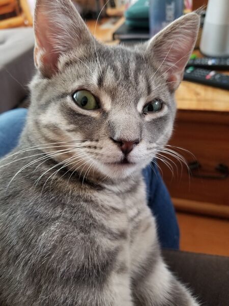 Entry image for Harry Potter. Clicking this image will show a larger photo