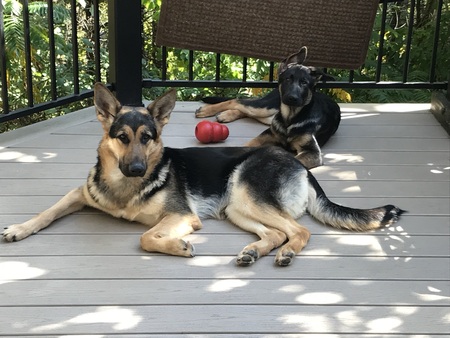 Shadow and Cheyenne