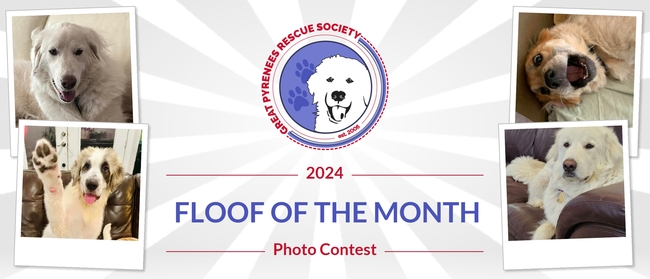 Great pyrenees sales rescue society