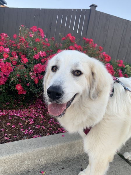 Nala 