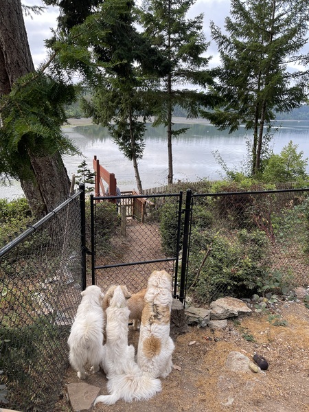 Strudel, Karma, and foster