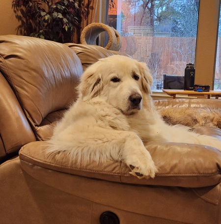 Bailey 