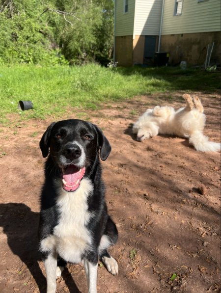 Forrest and Gumbo