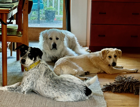 Anakin, Becky and Dottie