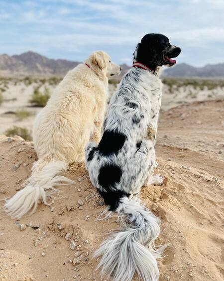 Annie & Abner 