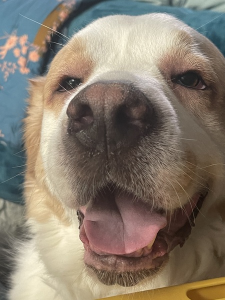 Daphne 
