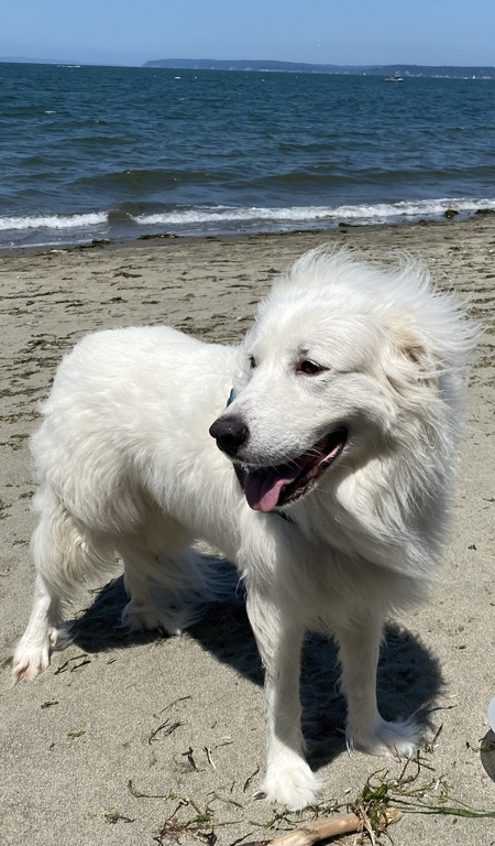 Simone
