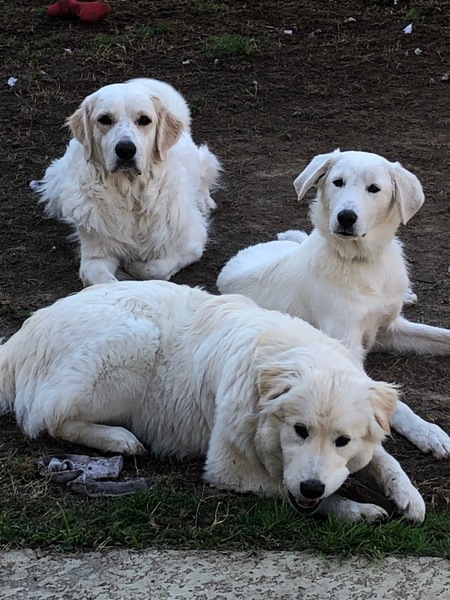 Skippy Winnie & Britta