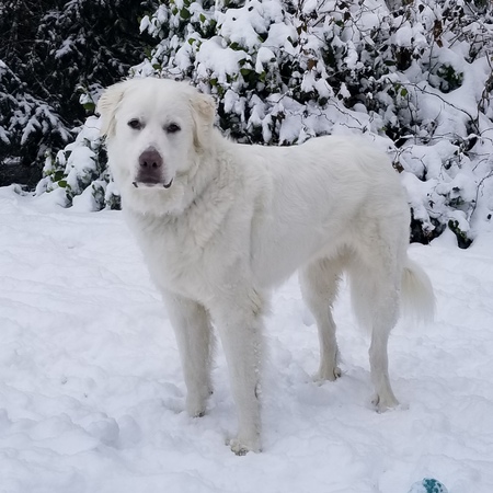 Winston
