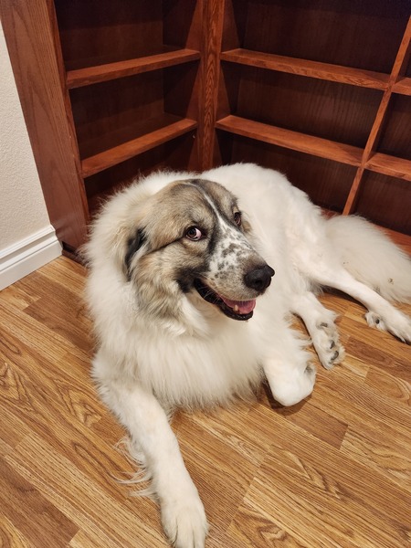 Balou