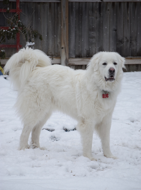 Samson