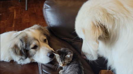Kenji, Zorro and Tora