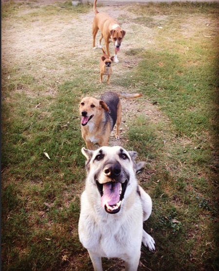 Luke, daisy, Bailey, max 