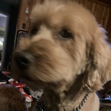 Entry image for Finnigan