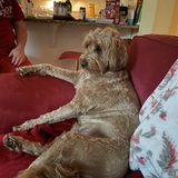 Entry image for Seamus