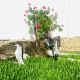Entry image for Pepper
