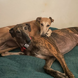 Entry image for Darcy and Bunny