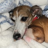 Entry image for Georgie