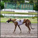 Entry image for Haymaker