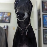 Entry image for Thelma