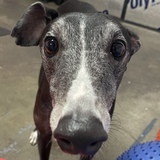Entry image for Alfie
