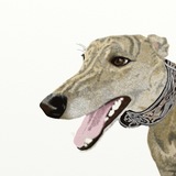 Entry image for Kentucky Super