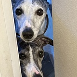 Entry image for Shasta and Louise