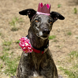 Entry image for Willa