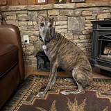 Entry image for Olive