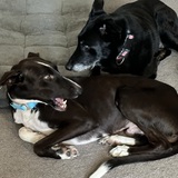 Entry image for Jack (formerly Danny) and Raven 