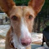 Entry image for Chica