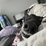 Entry image for Lenny