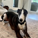 Entry image for Alfie