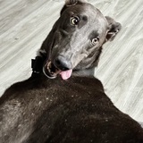 Entry image for Charlie
