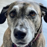 Entry image for Bella