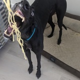Entry image for Bonetti
