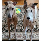 Entry image for Elliott and Wilbur