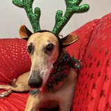 Entry image for Pippa-kissa