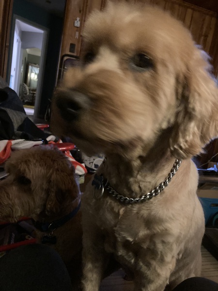 Entry image for Finnigan. Clicking this image will show a larger photo