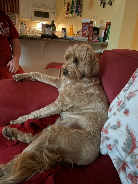 Entry image for Seamus. Clicking this image will show a larger photo