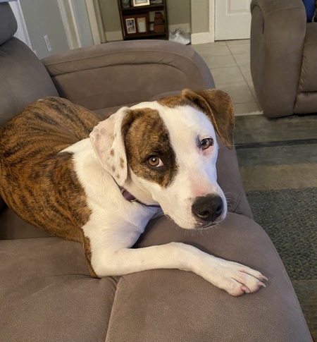 Entry image for Maizey. Clicking this image will show a larger photo