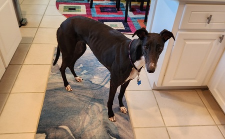 Entry image for Stormy. Clicking this image will show a larger photo