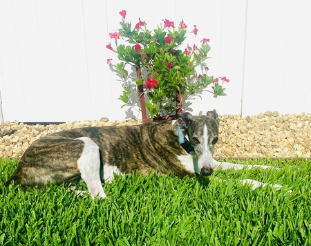 Entry image for Pepper. Clicking this image will show a larger photo