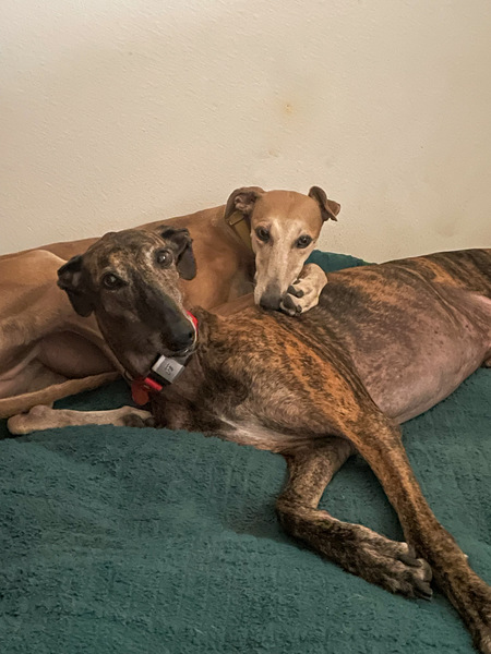 Entry image for Darcy and Bunny. Clicking this image will show a larger photo
