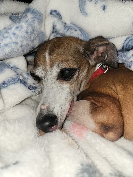 Entry image for Georgie. Clicking this image will show a larger photo