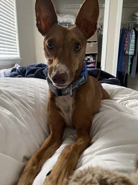 Entry image for Finn. Clicking this image will show a larger photo